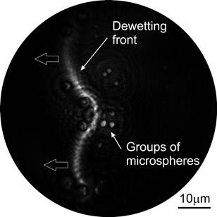 DLHM to study dynamic colloidal systems. Frame extracted from a video that records the dewetting process of a colloidal suspension of polystyrene in distilled water. The arrows on the profile indicate the direction of the dewetting front.