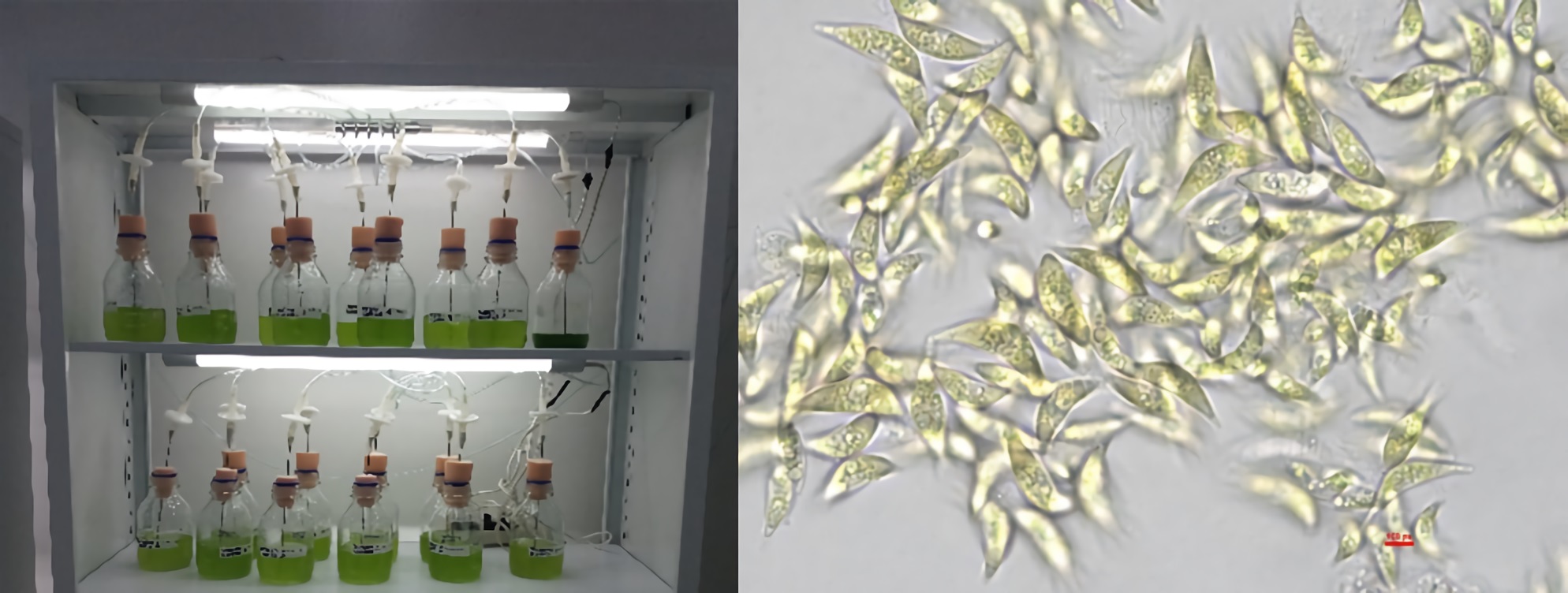 (a) Production under lab conditions. (b) Microscopic revision of monoalgal culture