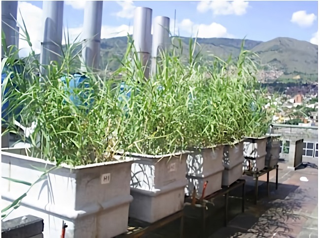 Subsurface flow pilot wetlands installed at the University Research Headquarters (SIU)