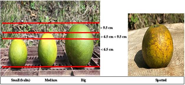 Classification of Valencia orange fruits based on quality. 