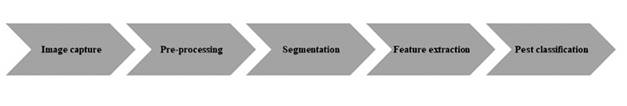 Pest characteristics extraction diagram. 