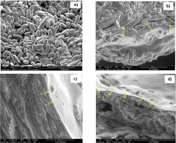 Micrograf&iacute;as de (a) Fresco sin recubrimiento (1000x) y (b), (c),(d) Snack de pl&aacute;tano recubierto con goma guar 1,4% p/v a ΔT= 32&ordm;C, P= 46 kPa y t= 270s (1001x), ΔT= 83&ordm;C, P= 46 kPa y t= 270s (1000x), y ΔT= 73&ordm;C, P= 62 kPa y t= 360s, (1000x). 