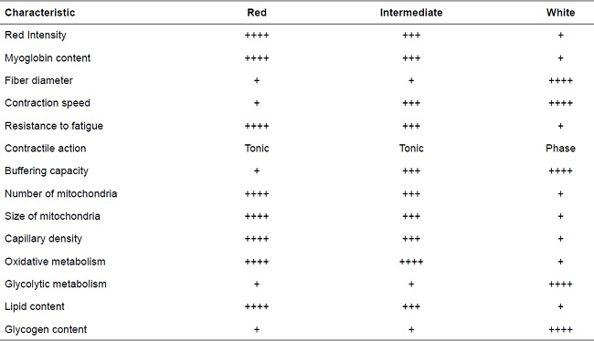 Characteristics of animal muscle fibers.