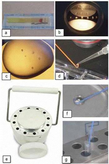 Components used during vitrification. (a) Hooks in the sleeves; (b) Petri dish with vitrification solutions; (c) Embryos in vitrification droplet solution; (d) Droplet with embryos transferred to the hook; (e) Vitrification block; (f) Vitrified droplet; (g) Inserting hook into a chilled sleeve.