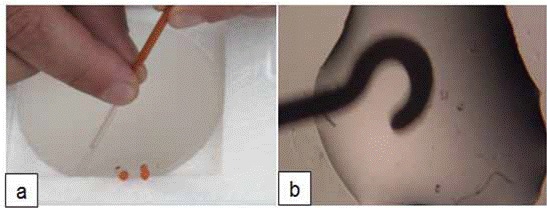 Warming procedure: (a) Unpacking the vitrification hook; (b) Transferring embryos from the hook to the warming solution.
