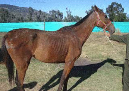 Generalized skin lesions.