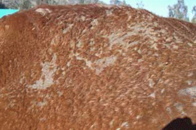 Alopecic skin lesions, scaling, and flaking.