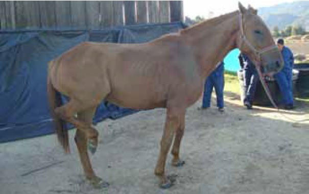 Horses showing hiperflexion in the hindlimbs, hitting the abdomen in some cases.