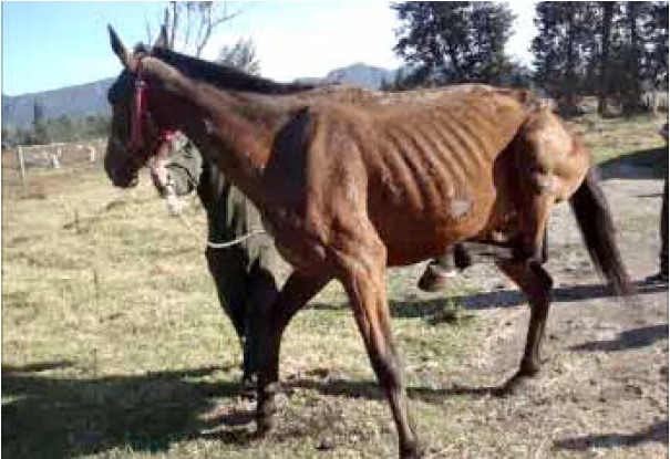 Horse with severe stringhalt showing bunny-hopping motion