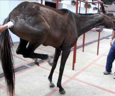 Clinical appearance of skin lesions characterized by alopecia, scales, and crusts over the head and thorax