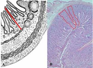 Schematic representation of measurements of (A) height (µm) and (B) area (µm2) of villi from duodenum, jejunum, and ileum in pigs (adapted and modified from Gartner, 2002).