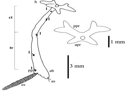 Lernaea cyprinacea (to scale, modified according to Demaree, 1967). (A) Side view: ab=abdomen; as= anal setae; ct= cephalothorax; es= egg sac; h= head; pp= pregenital prominence; l= legs; tr=trunk. (B) Detail of cephalic structures: apr= anterior protuberance; ppr= posterior protuberance.