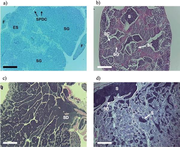 Sections of Rhamdia quelen testes at 150 days post-hatching. (a) Longitudinal section of the immature stage: basophilic areas (purple color) with the cords of spermatogonia (SG), beginning of cellular organization as a precursor of the spermatic duct (SPDC), and the finger-like (F) projections. (b) Cross-section of the developmental phase: spermatogonia (SG), spermatocytes (SC), and spermatids (ST) grouped in spermatocysts, and the presence of sperm (S). (c) Longitudinal section of testis able to release semen: continuous germinal epithelium in the periphery and discontinuous near the spermatic duct (SD), with a large number of sperm present in the lumen of the tubules and sperm ducts. (d) Longitudinal section of testicular regression: sperm (S) residual in the spermatic duct (SD) and the lumen of the seminiferous tubules. Staining: hematoxylin/eosin (HE). Bars: 200 (a), 50 (b), 500 (c), and 200 &micro;m (d).