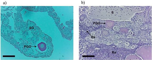 Longitudinal section of intersex gonads of Rhamdia quelen. (a) Interlamellar space with spermatogonia (SG) and primary growth oocyte (PGO). (b) Interlamellar space with spermatozoa (S), cellular reabsorption (Rs), and reorganization (Ro) areas and primary growth oocyte (PGO). Staining: hematoxylin/eosin (HE). Fish at 150 days post-hatching. Bars: 50 &micro;m. 