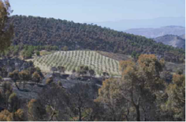 Isla de olivar, Sierra de Quesada