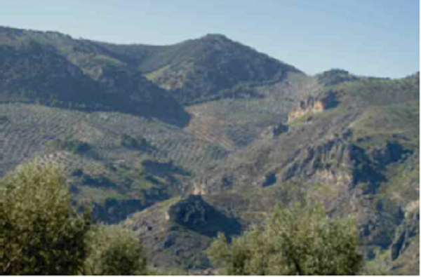 Contacto entre el olivar y el pinar, Sierra Sur