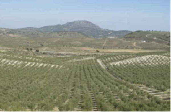 Olivar intensivo, Sierra M&aacute;gina
