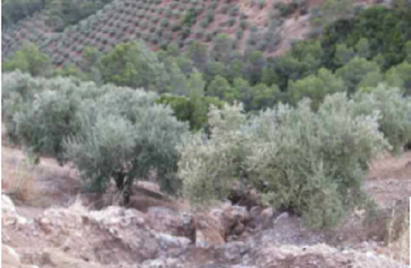 Erosi&oacute;n en olivar marginal