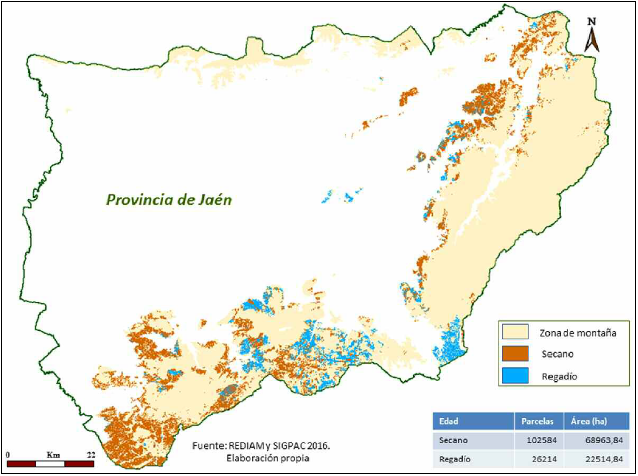 R&eacute;gimen de cultivo en los olivares de monta&ntilde;a