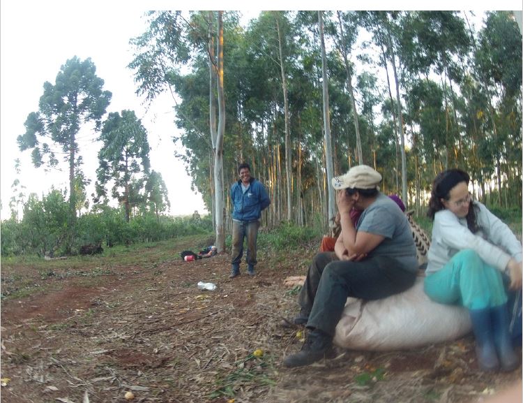 Trabajo de campo en yerbal de Montecarlo, Misiones. PH: Diego Marcone. Montecarlo, abril de 2013