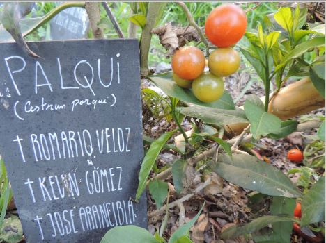 Francisca M&aacute;rquez y Margarita Reyes, Tomates espont&aacute;neos y cartel en memoria de los muertos en el estallido social, 2020, fotograf&iacute;a.