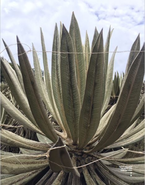 Disposición de cuerdas sobre cuerpo de frailejón