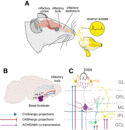 Olfactory System and Neuromodulation of Basal Forebrain onto Olfactory Bulb