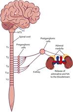 SAM Axis Activity