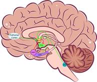 Control of the PVN response by limbic system structures