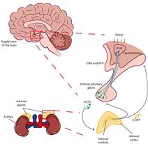 HPA Axis Activity