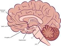 Scheme of Structures at the CNS Level that Participate in the Stress Response