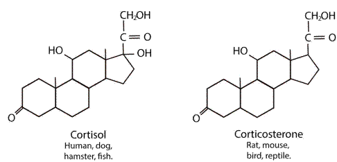 Structure Diagram of the Main Endogenous Glucocorticoids (Cortisol and Corticosterone) in Diﬀerent Species