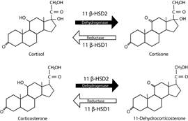 Diagram of the Activity of 11β HSD Type 1 or Type 2 on Cortisol and Corticosterone