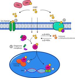Genomic and Non-genomic Action of Glucocorticoids