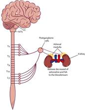 Regulation of the SAM Axis