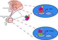 Regulation of the stress response by genomic activity of the GR