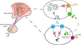 Regulation of the stress response by the nongenomic activity of the GR