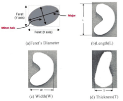 Illustrates the Feret's diameter along with measurement of cashew kernel.