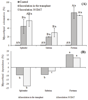 Mycorrhizal colonization on strawberry in soilless system at the end of the production cycle. (A) Percentage of colonization. Means with common lowercase letter do not differ by Tukey test (p ≤ 0.05) among test treatments (T1 and T2). (B) Mycorrhizal dependence of strawberry in soilless culture. Means with common uppercase letter do not differ by Tukey test (p ≤ 0.05) test between varieties. 