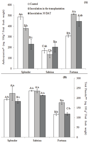 Content of anthocyanins and total phenolics in fruits of three varieties of strawberry plants grown in coconut fiber and inoculated with mycorrhizal fungi at different times. (A) Contents of anthocyanins. *Expressed as cyanidine-3-glucoside. (B) Content of total phenolics. **Expressed as gallic acid. Mean ± standard deviation with common lowercase letter do not differ by Tukey test (p ≤ 0.05) among test treatments. Means with common uppercase letter do not differ by Tukey test (p ≤ 0.05) among test varieties (n = 3).