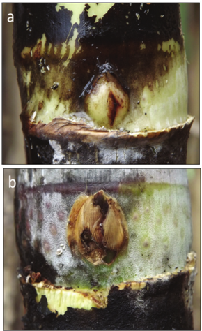 Images of a not very prominent bud (a), preferable in mechanized planting, and of a large bud (b), which is an undesirable trait in new cultivars.