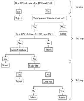 Decision tree for selection of genotypes during the T2 phase of the sugarcane genetic breeding program at the Universidade Federal de Vi&ccedil;osa (PMGCA/UFV).