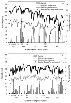 Daily rainfall and minimum and maximum air temperature and bean sowing dates in the 2011/2012 (A) and 2012/2013 (B) harvests.