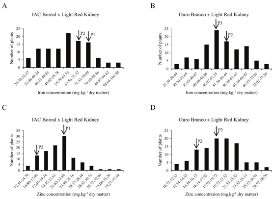 Frequency distribution of the F2 plants that were obtained from the cross IAC Boreal × Light Red Kidney for iron (A) and zinc (C) concentrations and cross Ouro Branco × Light Red Kidney for iron (B) and zinc (D) concentrations in common bean seeds during the dry season of 2014.