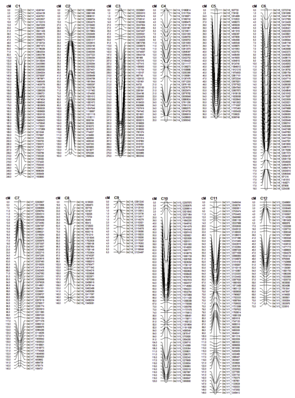 Genetic map of Oryza sativa L. based on a segregating population derived from the cross between the varieties IAC 165 &times; BRS Primavera, composed of 1061 SNP markers. The distance between each marker is given in cM on the left, and the name of the marker on the right, with full coverage of 1424 cM.