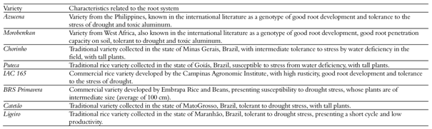 Upland rice varieties (japonica subspecies) and their characteristics related to the root system.
