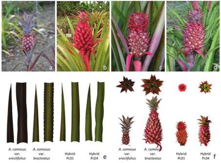 Parentals and hybrids of ornamental pineapple. a) Parental female (Ananas comosus var. erectifolius). b) Parental male (A. comosus var. bracteatus). c) Hybrid PL01. d) Hybrid PL04. e) Variability of leaves of parentals and hybrids. f) Variability of the crown and fruit of the parents and hybrids.