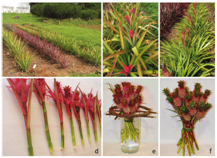a) Hybrids and parentals planted under field conditions in clonal tests; b) Hybrid PL01 (Ananas comosus var. erectifolius x A. comosus var. bracteatus) at the button stage; c) Hybrid PL04 (Ananas comosus var. erectifolius x A. comosus var. bracteatus) at the harvest stage; d) Hybrid PL01 stems under evaluation; e) Hybrid PL01 stems; f) Hybrid PL04 stems.