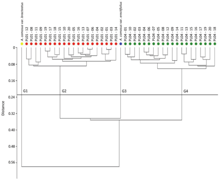 Genetic dissimilarity dendrogram between hybrids (PL01 and PL04) and parentals (Ananas comosus var. erectifolius and A. comosus var. bracteatus) of ornamental pineapple plants in the first cycle, based on qualitative and quantitative descriptors obtained using UPGMA based on the Gower algorithm.