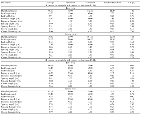 Quantitative morphological characteristics of PL01 and PL04 hybrids (Ananas comosus var. erectifolius x A. comosus var. bracteatus).